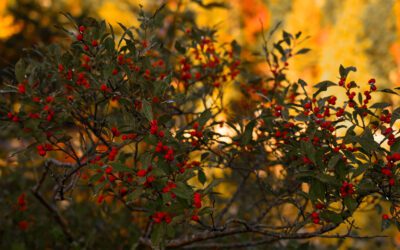 Health Centers Closed for Holiday (2/19)