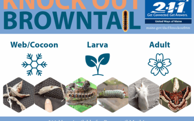 Help Us Spread Awareness about Maine’s Browntail Moths!